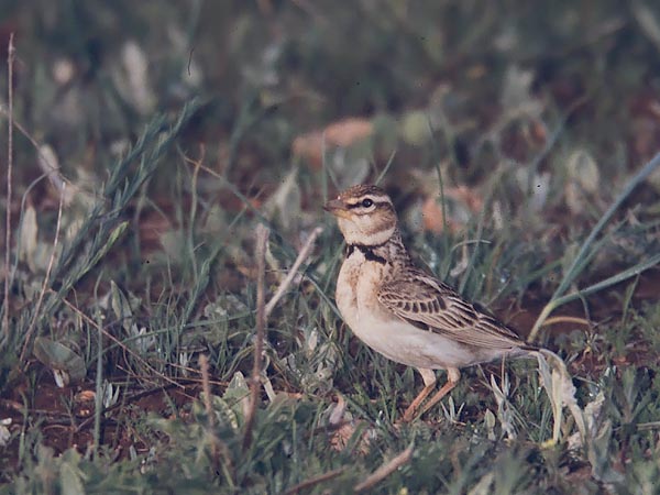 Ylänkökiuru, Bimaculated Lark, Melanocorypha bimaculata